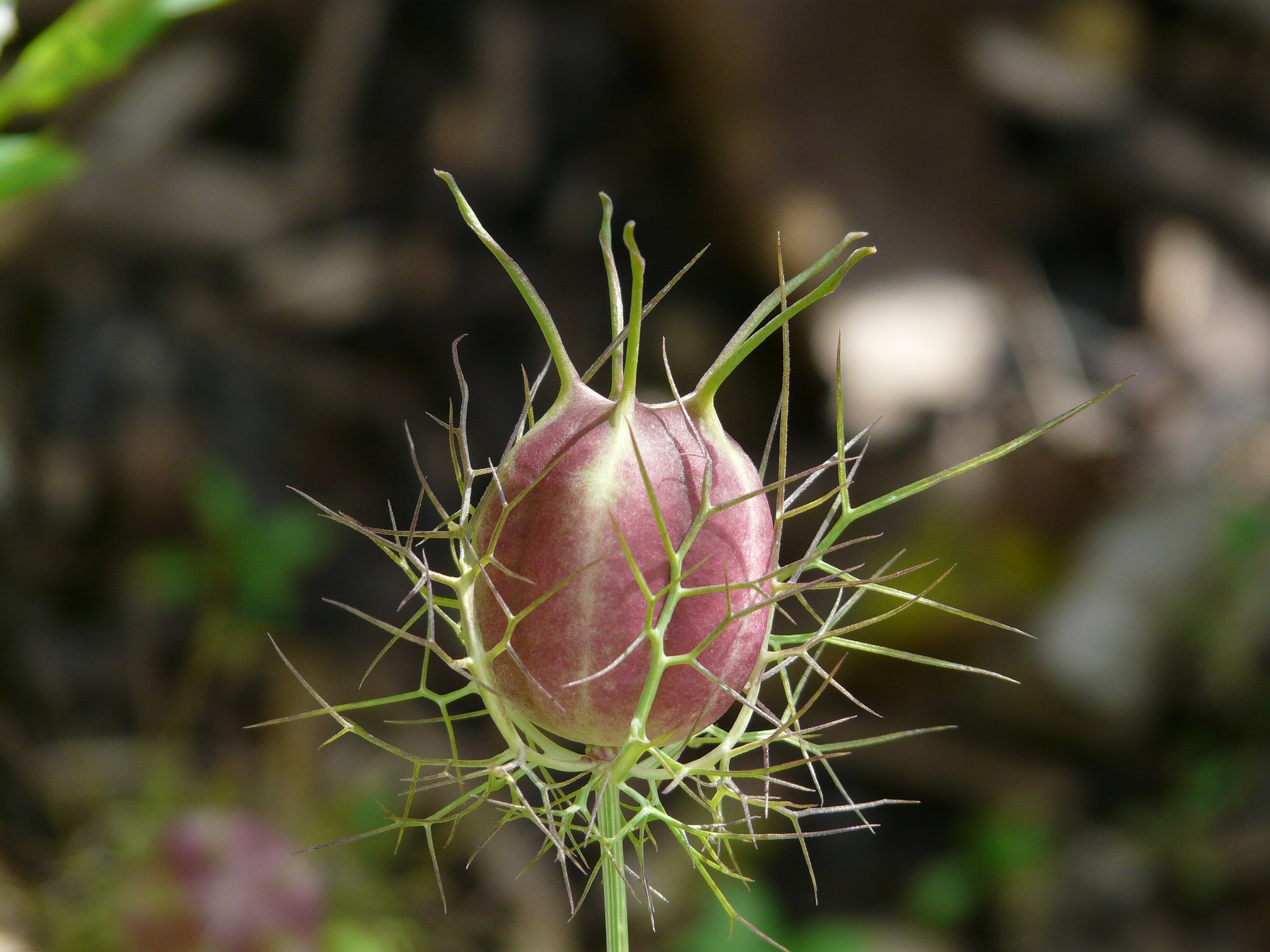 Cutting Propagation