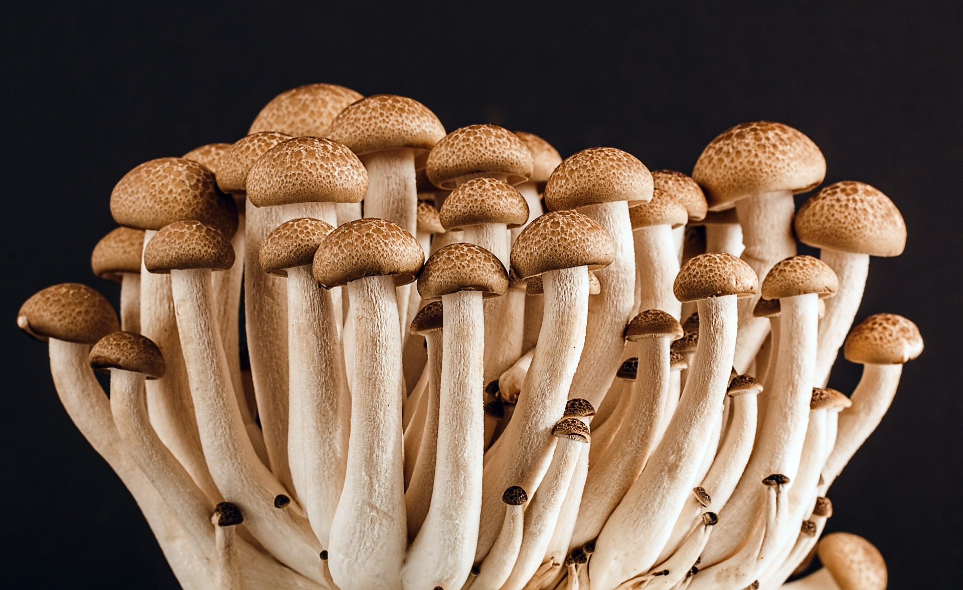 Mushroom Production