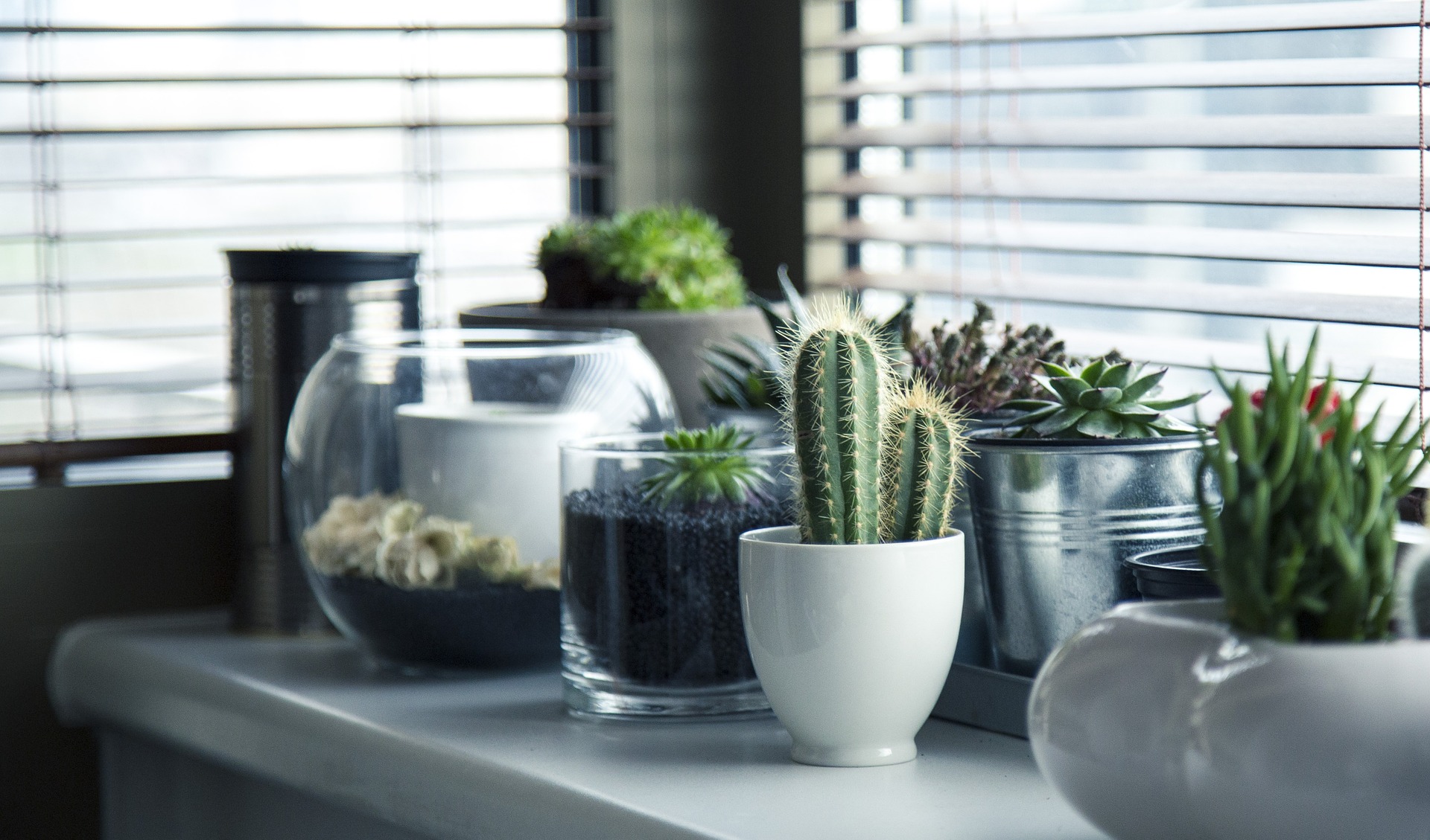 Interior Plants (Indoor Plants)