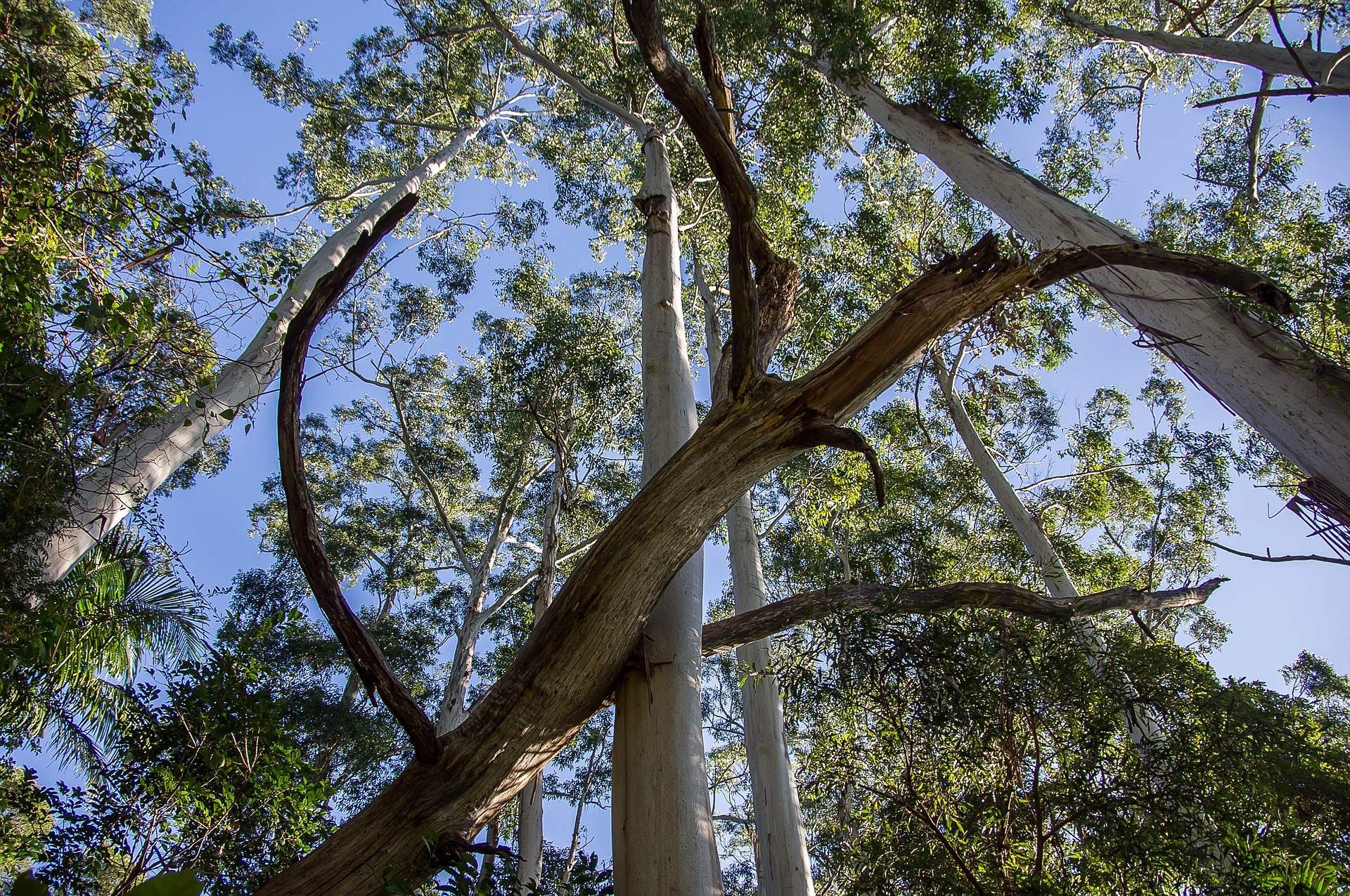 Eucalypts