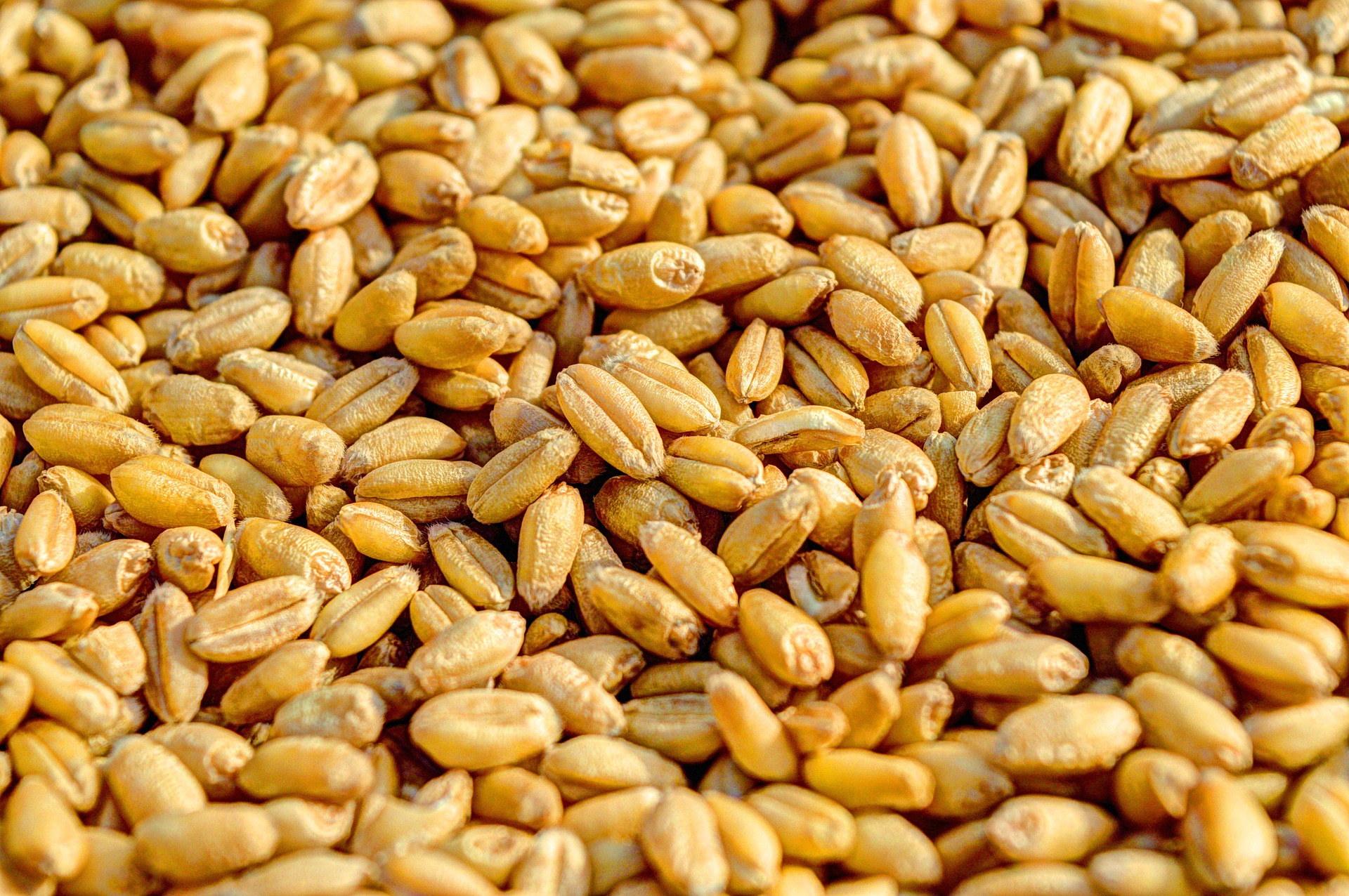 Seed Propagation