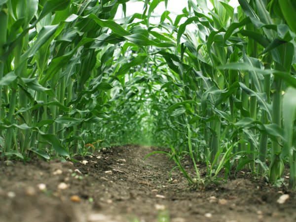 Agronomy I