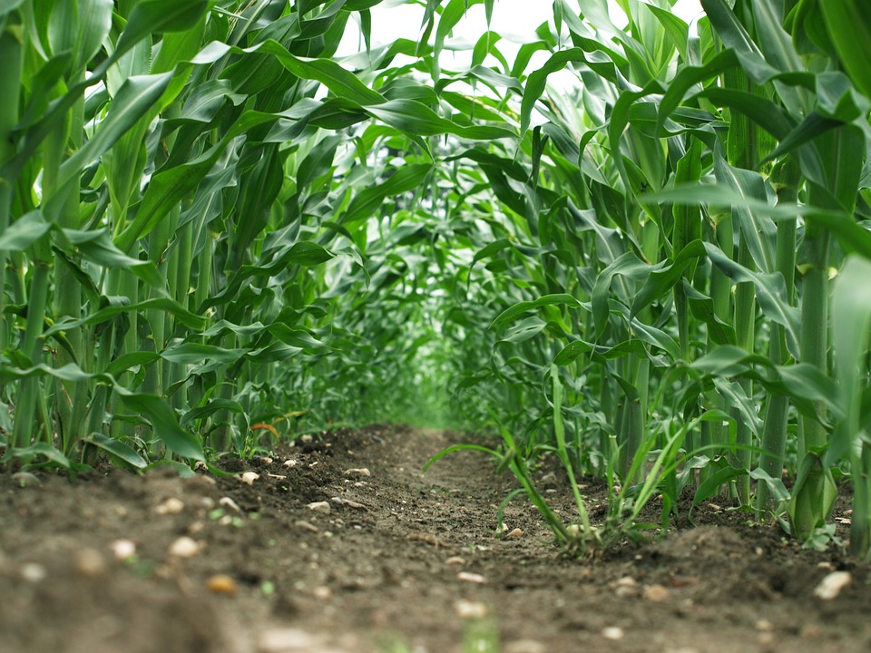 Agronomy I
