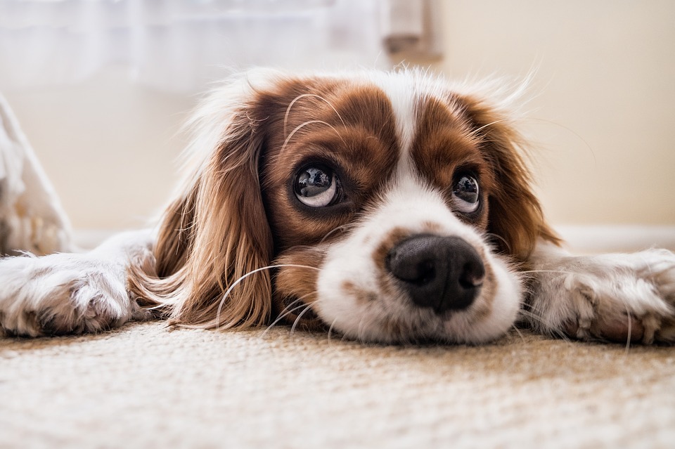 Dog Owner Short Course
